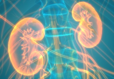 Graphic depiction of kidneys and spine